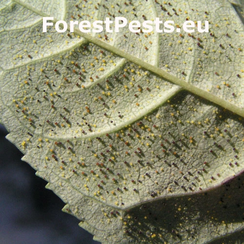 Veľkom&uacute;čka jaseňov&aacute;