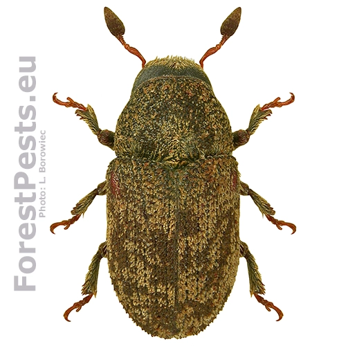 Lykokaz jaseňov&yacute;