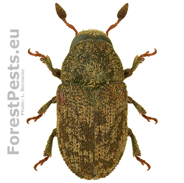 Lykokaz jaseňov&yacute;