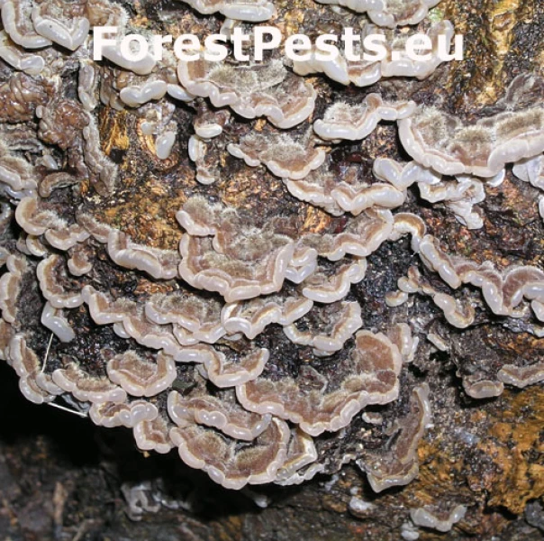 Uchovka p&aacute;sikav&aacute;