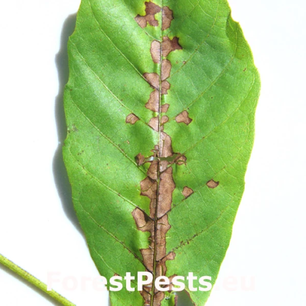 Marson&iacute;na orechov&aacute;