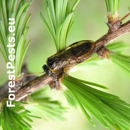 Piliarka smrekovcov&aacute;