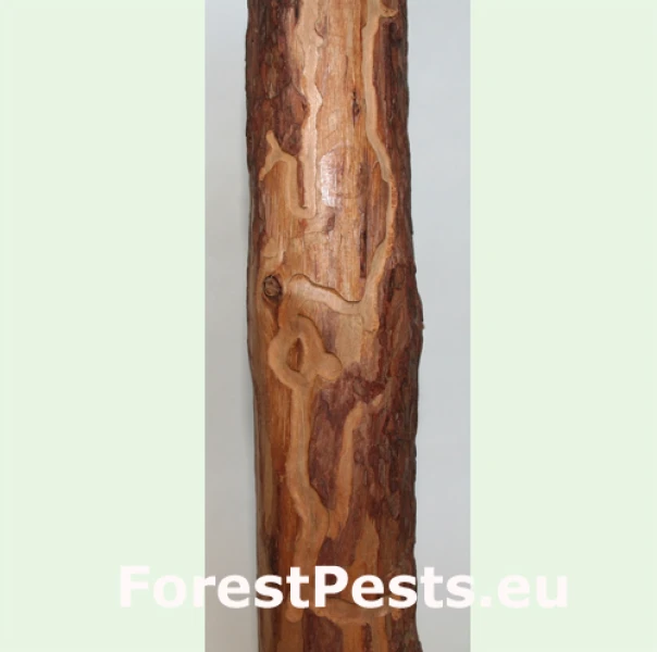 Fuz&aacute;č smrekovcov&yacute;