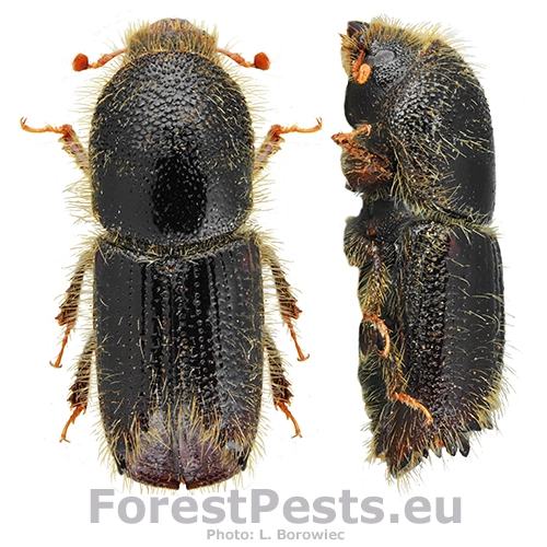 Lykožr&uacute;t smrekovcov&yacute;