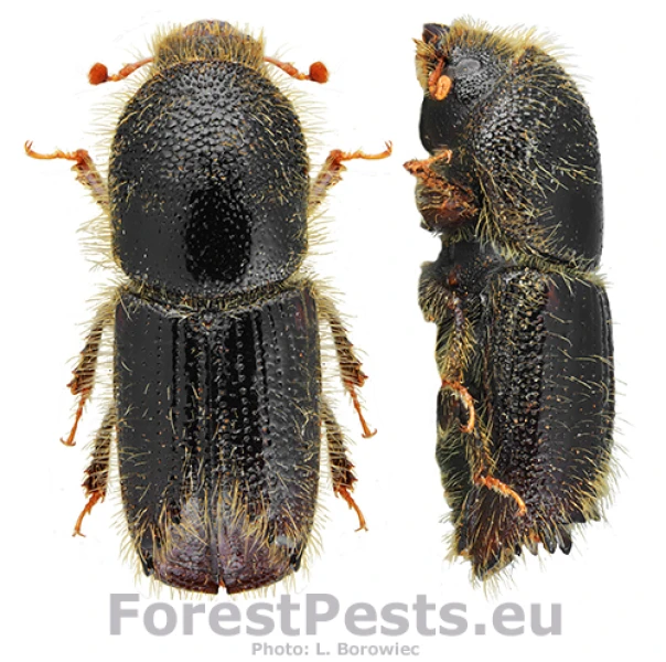 Lykožr&uacute;t smrekovcov&yacute;