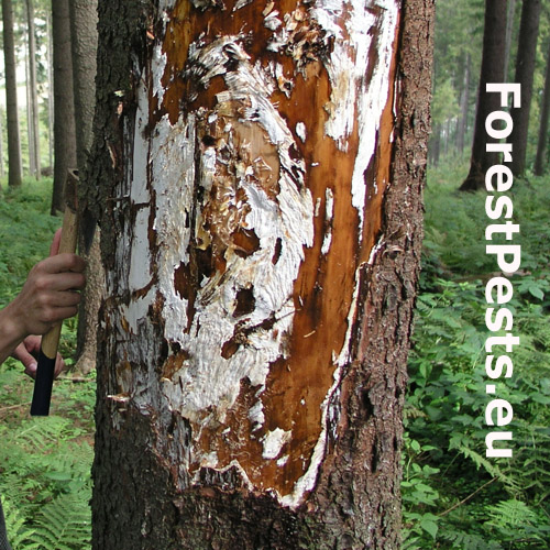 Podpňovka smrekov&aacute; 