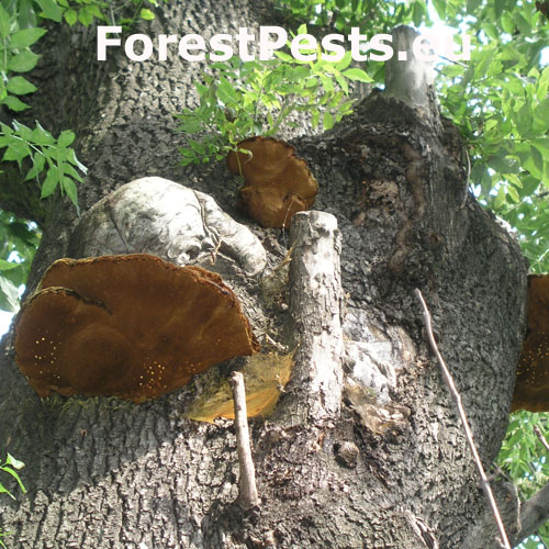 Ry&scaron;avec srstnat&yacute;