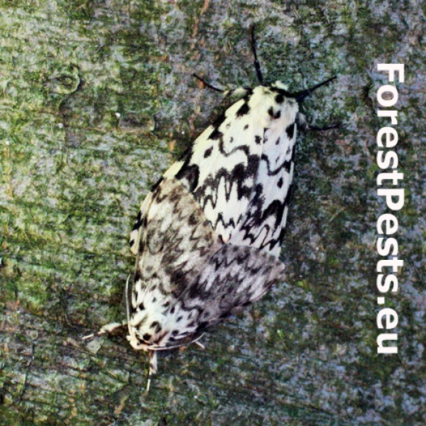 Mn&iacute;&scaron;ka obyčajn&aacute; 