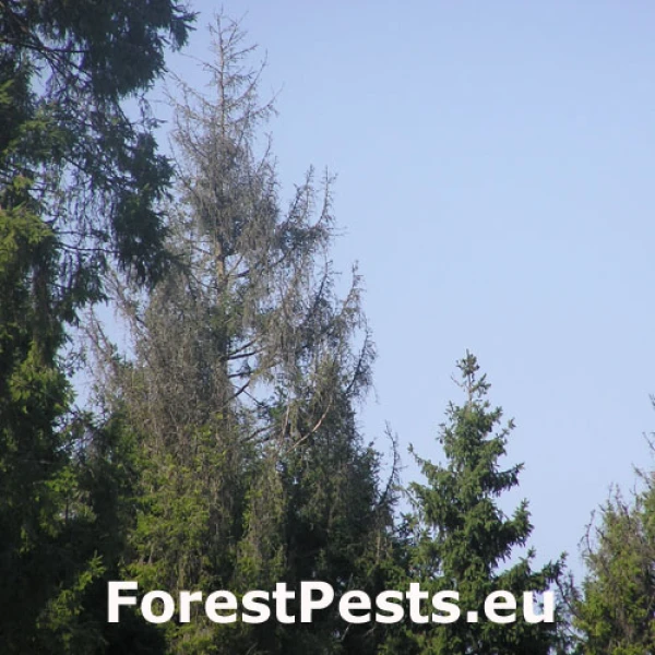 Piliarka horsk&aacute;