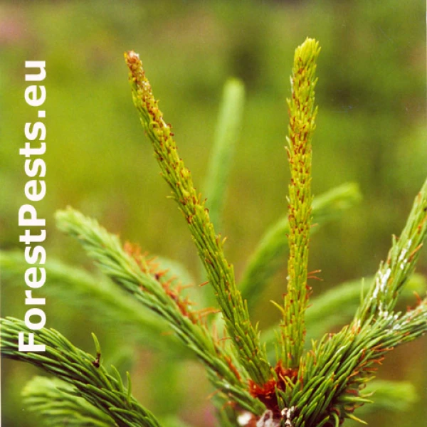 Piliarka smrekov&aacute; 