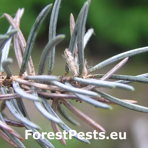 Psota americk&aacute;