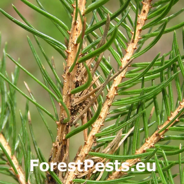 Obaľovač smrekov&yacute; 