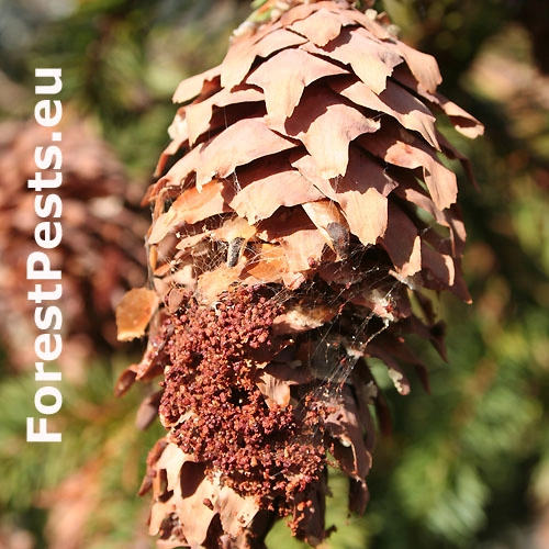 Vijačka smrekov&aacute; 