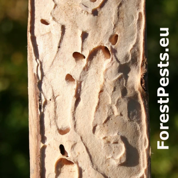 Krasoň &scaron;tvorbod&yacute;