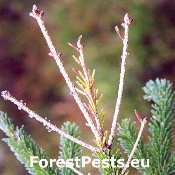 Kalichovka jedľov&aacute;