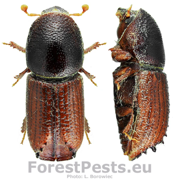 Lykožr&uacute;t smrečinov&yacute; 