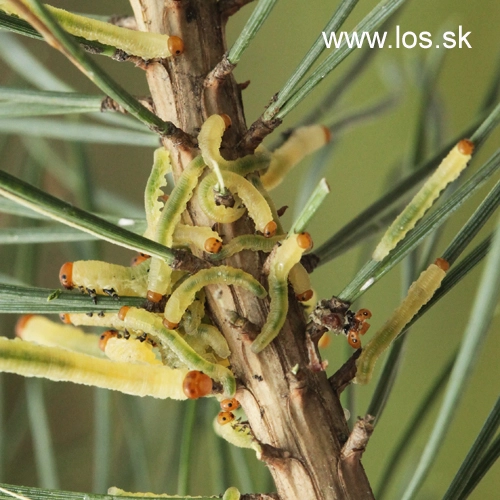 Hreben&aacute;rka borovicov&aacute; 