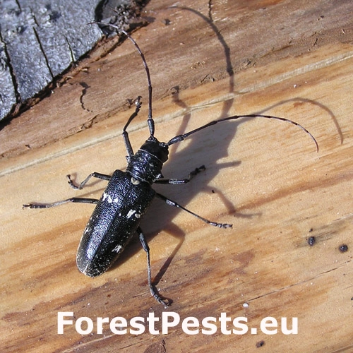 Vrz&uacute;nik pralesov&yacute;