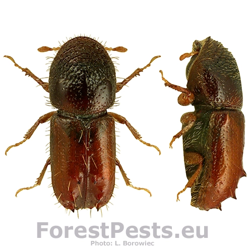 Lykožr&uacute;t leskl&yacute; 