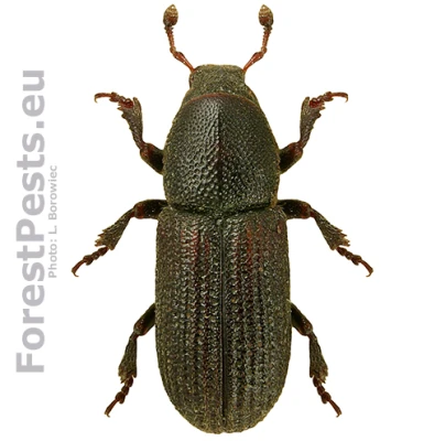 Lykokaz sadenicov&yacute;