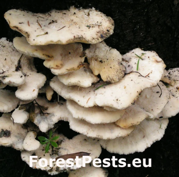 Bel&aacute;k horsk&yacute;