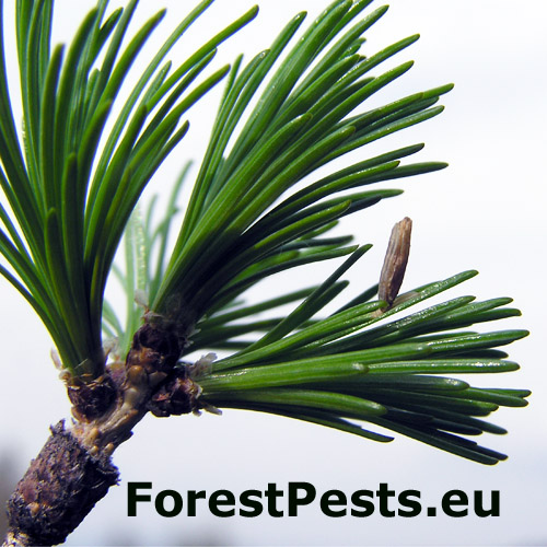 Rúrkovček smrekovcový