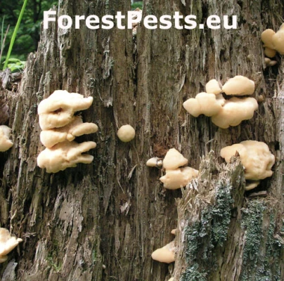 Tvarohovn&iacute;k vank&uacute;&scaron;ovit&yacute;