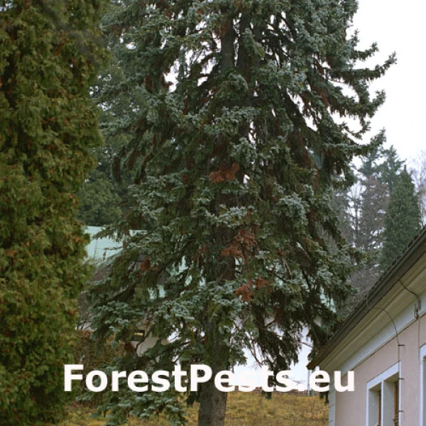 Bielo&uacute;stka Kunzeova