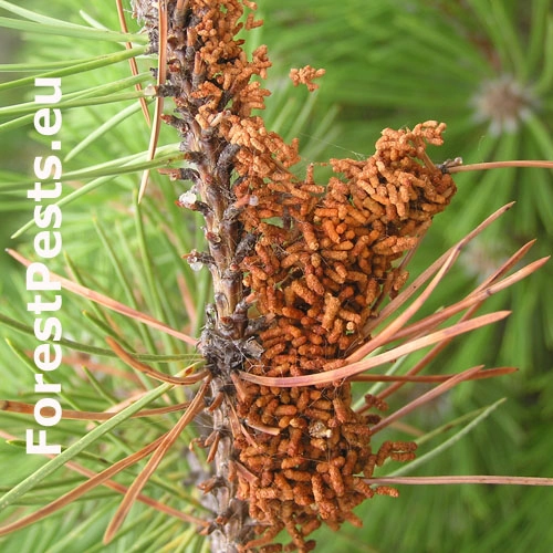 Ploskanka sadenicov&aacute;