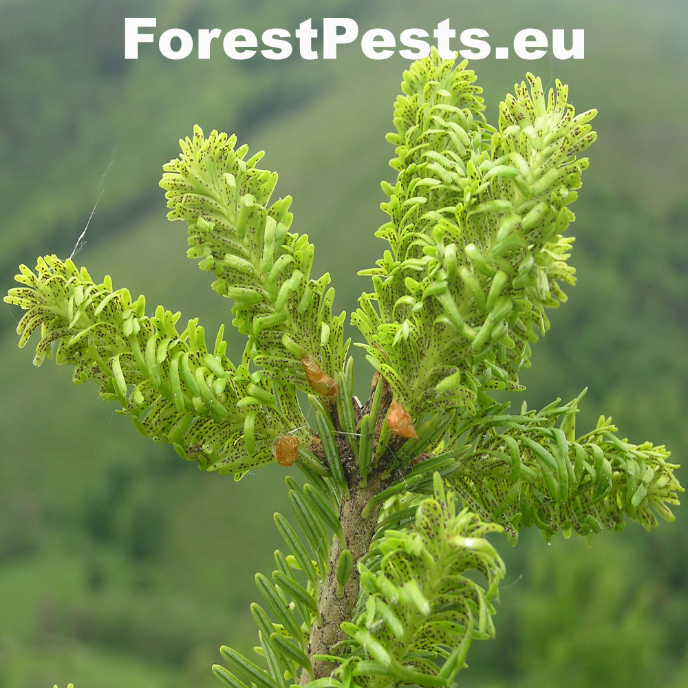 Kôrovnica kaukazská