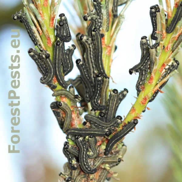 Hreben&aacute;rka hrdzav&aacute; 