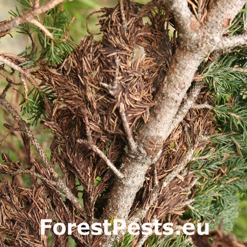 Spletovka ihličinov&aacute;