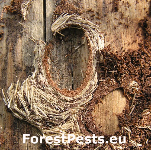 Vrz&uacute;nik borovicov&yacute;