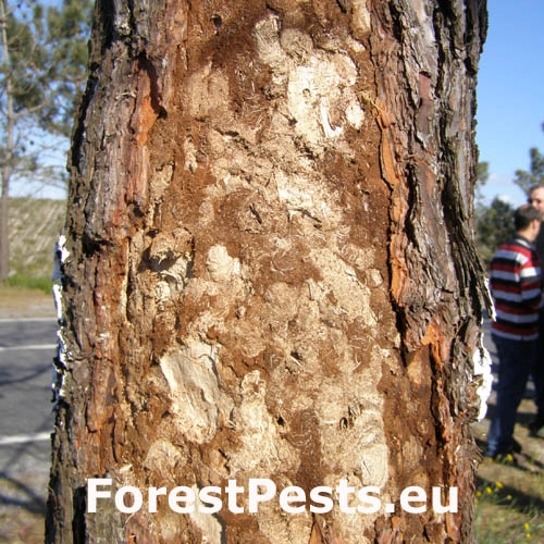 Vrz&uacute;nik Monochamus galloprovincialis 