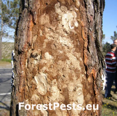 Vrz&uacute;nik Monochamus galloprovincialis 