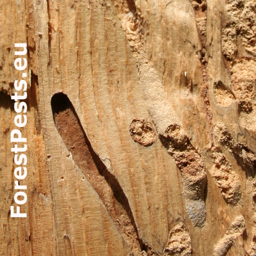 P&iacute;lovka smrekov&aacute;