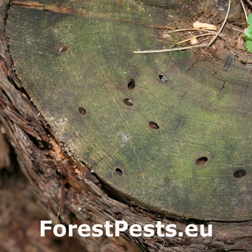 Fuz&aacute;č borovicov&yacute;