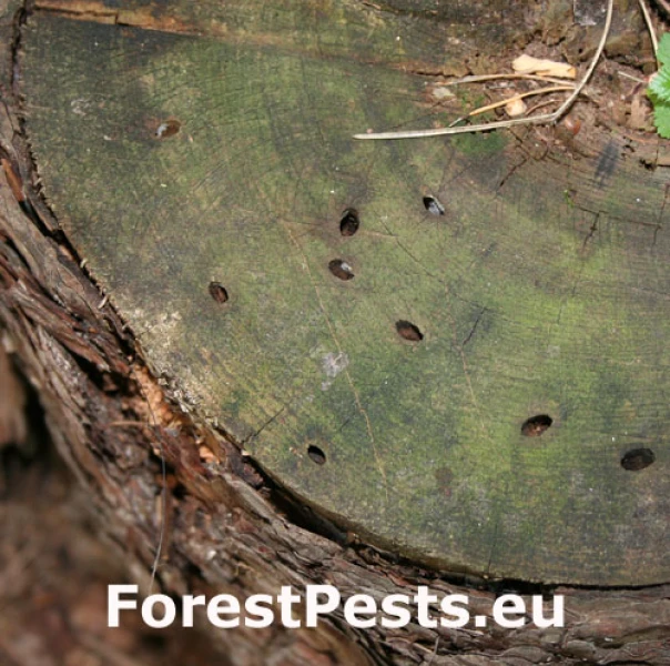 Fuz&aacute;č borovicov&yacute;