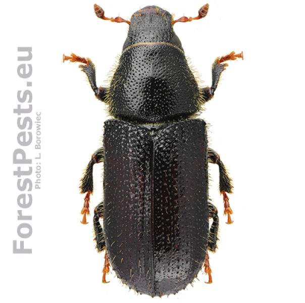 Lykokaz borovicov&yacute;