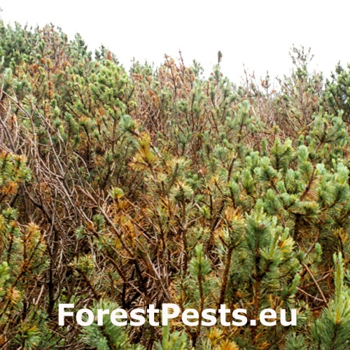 Vlnu&scaron;ka kosodrevinov&aacute;