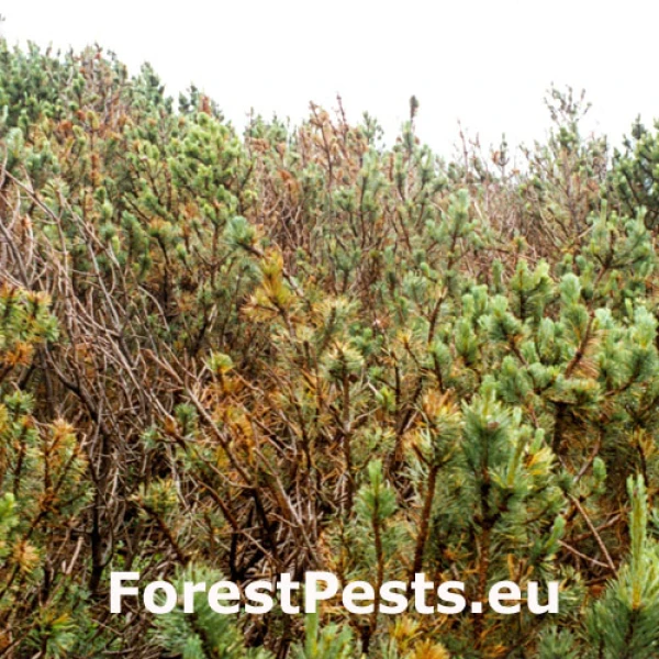 Vlnu&scaron;ka kosodrevinov&aacute;