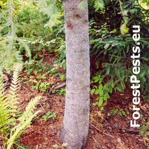 K&ocirc;rovnica jedľov&aacute; 