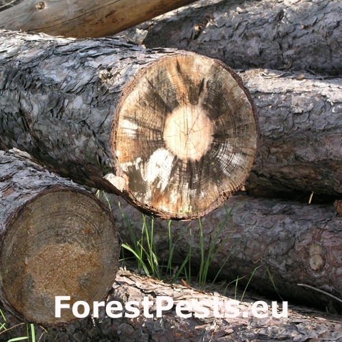 Ofiostoma smrekov&aacute;