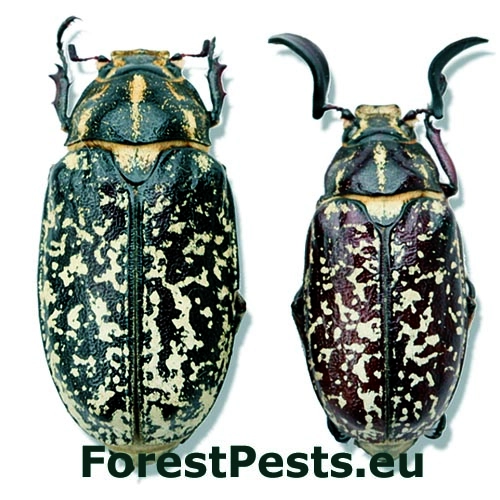 Chr&uacute;st mramorov&yacute;