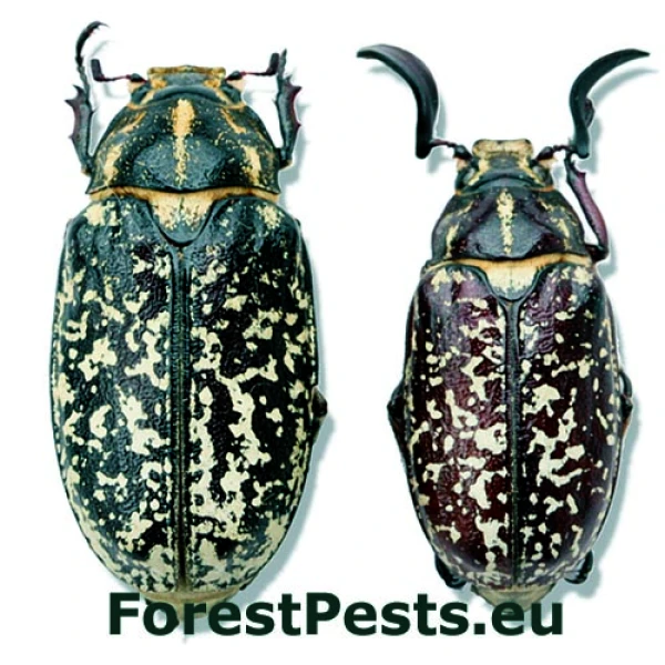 Chr&uacute;st mramorov&yacute;