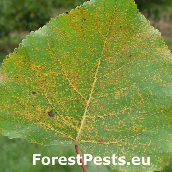 Hnedosp&oacute;rka topoľov&aacute;