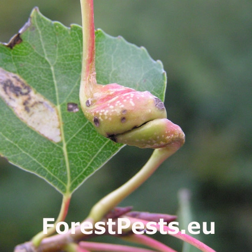 Dutin&aacute;rka skrutkovit&aacute;