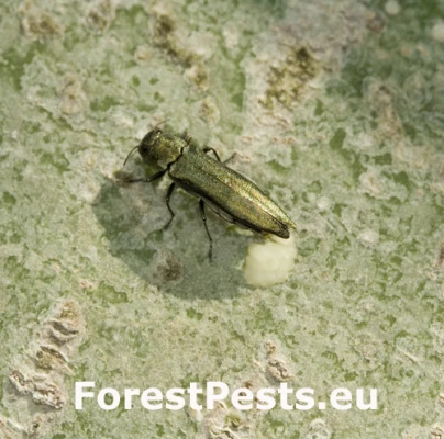 Krasoň Agrilus suvorovi populneus 