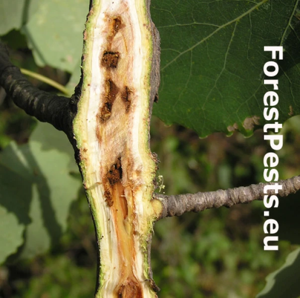 Krytonos jel&scaron;ov&yacute;