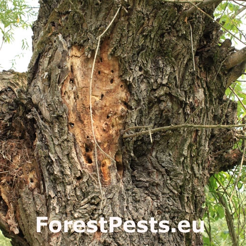 Fuz&aacute;č drsnotykadlov&yacute;